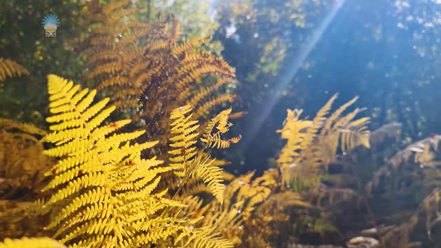 Gounod La Ciel A Vister A Terre