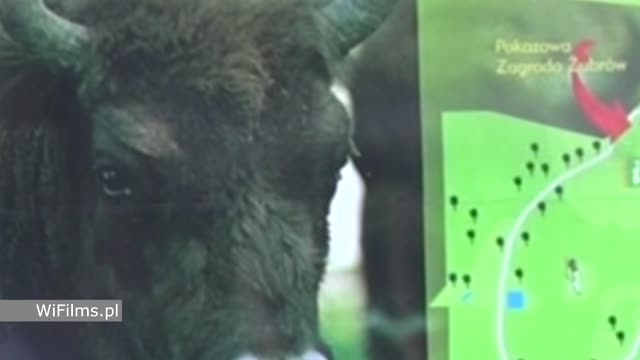 TURYSTYKA ROWEROWA. ODC. 1 - KIERUNEK - PSZCZYNA